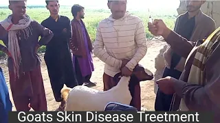 Goats Skin Disease Treetment in village 2022