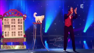 Circus Cats on Parade *AWESOME CAT TRICKS* 1080P