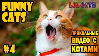 LOL CATS! • СМЕШНЫЕ КОТИКИ • Подборка приколов с котами