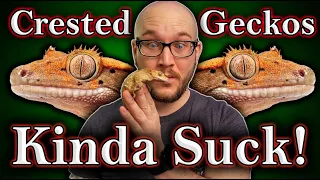 DO NOT Get A Crested Gecko! 3 Reasons Why and 3 Better Lizards For You!
