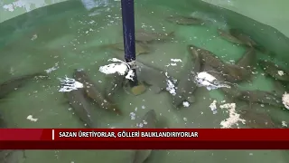 Sazan üretiyorlar, gölleri balıklandırıyorlar