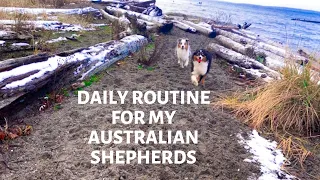 Australian Shepherd Daily Routine