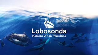 Madeira's BEST whale watching experience!