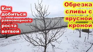 Как ОБРЕЗАТЬ СЛИВУ с разреженно - ярусной КРОНОЙ.