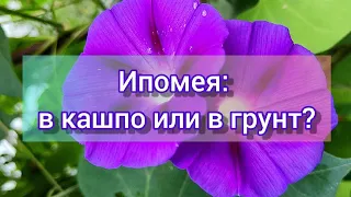 Ипомея: в кашпо или в грунт?//Отчет о посеве семян из обзора 2021// 2 ч