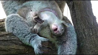 💖 koala Baby 💖 after 6 months out of the pouch!!!!!