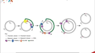 CH450 Chapter 9.5 Mitochondrial DNA Replication