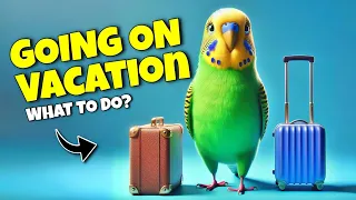 What to Do with Your Bird When You Go Away on Vacation!