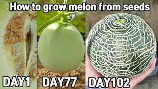 How to grow melon from seeds 2