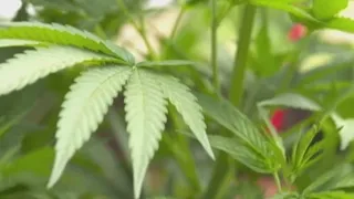 Ohio Senate Republicans propose changes to new marijuana law: Here are the updates