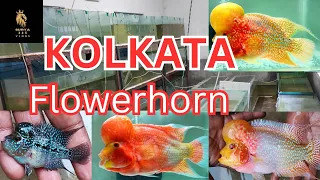 kolkata flowerhorn fish shop srd, kml, golden, and thaisilk available lowest price best farm