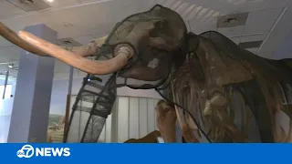 Scientists hope to create woolly mammoth hybrid by 2027