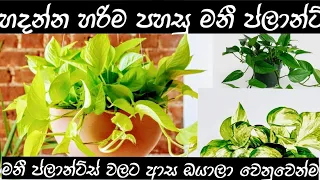 How to grow money plant.🌿🪴@Momandkidsparadise #pothosplant #moneyplant #moneyplantinwater #pothos