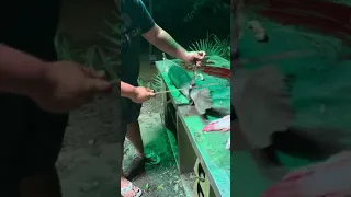 How to clean a gar fish