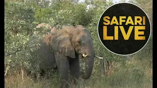 safariLIVE - Sunrise Safari - May 28, 2018