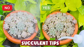 7 Succulent Tips for Beginners| Hướng dẫn chăm sóc sen đá| 多肉植物| 다육이들 | Suculentas