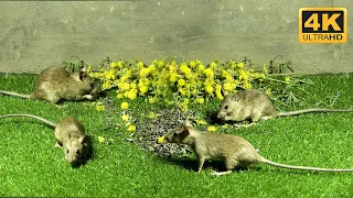 Mice Hide and Seek For Cats To Watch - Cat TV - Mice in The Jerry Mouse Hole -