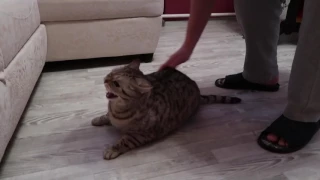 [ULTRAVIOLENCE] Un dresseur de chat tente de domestiquer un chat sauvage de Sibérie