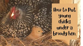 Introducing 3 day old chicks to a broody hen