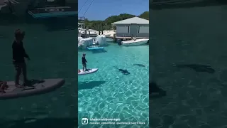 Kid vs Shark in Exuma Bahamas