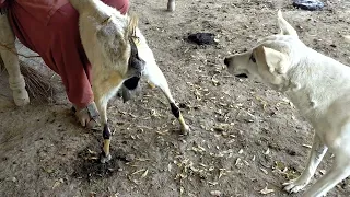 goat and dog treatment