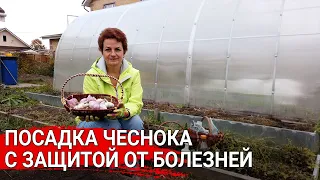 Посадка чеснока с защитой от болезней/Как посадить чеснок с защитой от болезней