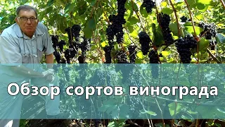 Обзор сортов винограда