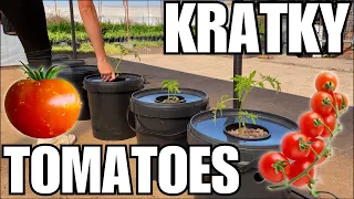 GROWING KRATKY HYDROPONIC TOMATOES 🍅 || How to set up a Kratky System EASY!