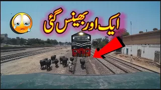Live Buffalo hit with fastest train Tezgam 8dn at ChichaWatni Station Pakistan Railways