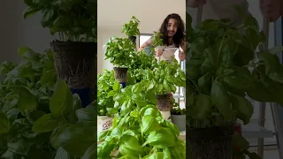 Why You Should Never Buy Basil Again | creative explained