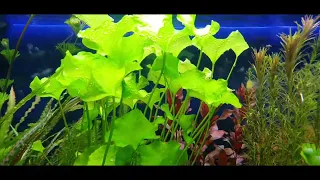 Manado Dark Tag 24#aquascape #dutchstyle #aquarium #fishtank #wachstum #amazing #freshwateraquarium