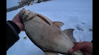 ЗА КРУПНЫМ ЛЕЩОМ И ОКУНЕМ С НОЧЕВКОЙ!!Рыбалка на Оби,донка,безмотылка.