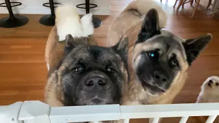 Territorial Akitas Hate The Pomsky- The Dog Daddy.