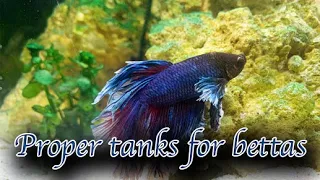 How to: PROPER betta fish care: Setting up a betta fish tank!