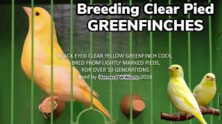 Breeding Clear Pied Greenfinches - Bernard Williams | N&N Zoom Room