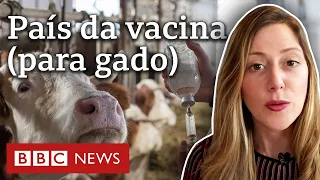 Covid-19: Brasil tem quase 30 fábricas de vacina para gado e só 2 para humanos