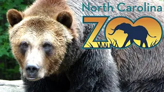North Carolina Zoo Tour & Review with The Legend