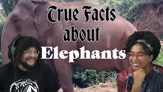 ZeFrank: True Facts About Elephants