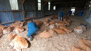 The Vets Are Putting All My Calves To Sleep!!