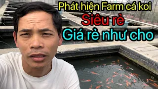 Cá Koi Nhật ( giá rẻ như cho ) Chỉ cần 17.000đ thì đã có cho mình 1 em cá koi Nhật