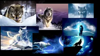 Cool wolf pictures