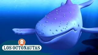 Los Octonautas - La escurridiza ballena jorobada albina | Episodios Completos