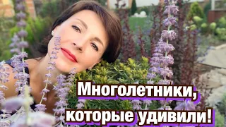 МНОГОЛЕТНИКИ, которые УДИВИЛИ. ЦВЕТУЩИЙ САД осенью!