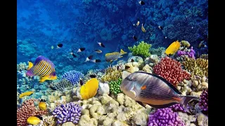 Подводный Мир ШАРМ ЭЛЬ ШЕЙХА. Лучший коралловый риф. Красное Море. Египет 4