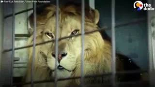 Эмоции животных которые вышли на свободу из цирка