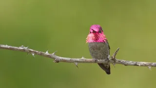 Dazzling Anna's Hummingbird Singing