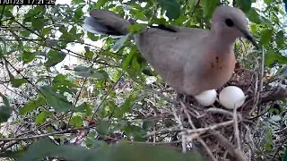 Dove Bird Family-part 1 Nesting,Laying and Hatching