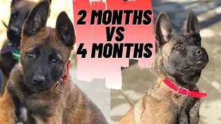MALINOIS PUPPY!! 2 MONTHS OLD VS 4 MONTHS OLD!! // TRANSFORMATION // ANDY KRUEGER