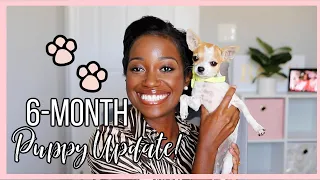 6 Month Puppy Update!! // Life With A Teacup Chihuahua, Potty Training A Puppy + More! // Dog Mom