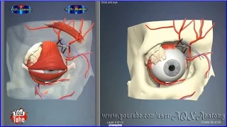 Eye orbit bones | 3D Human Anatomy | Organs